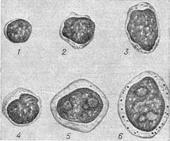 лимфоциты